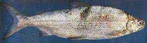  Fischerei Ruf mit seinen vielen tollen Fischrezepten